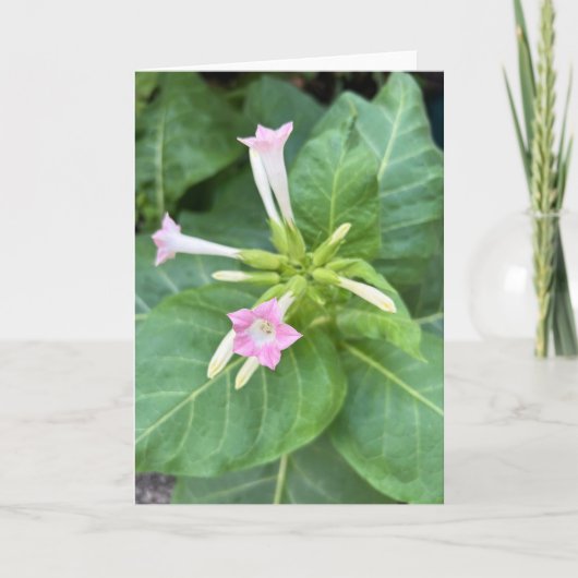Tabaksbloesems Kaart (Voorkant)