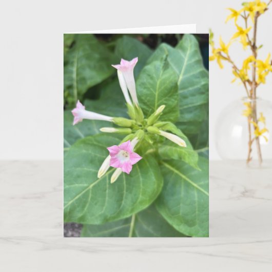 Tabaksbloesems Kaart (Gele Bloem)