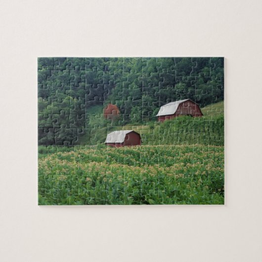 Tabaksgewas en paar rode tabaksschuren nabij legpuzzel (Horizontaal)