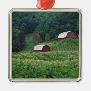 Tabaksgewas en paar rode tabaksschuren nabij metalen ornament