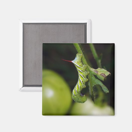 Tabakshoornworm Caterpillar magneet (Voorkant / Achterkant)