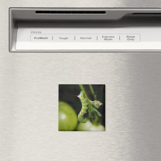 Tabakshoornworm Caterpillar magneet (Insitu (Vaatwasser))