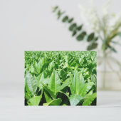 Tabakssector Briefkaart (Staand voorkant)