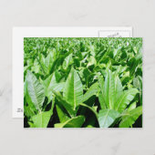 Tabakssector Briefkaart (Voorkant / Achterkant)