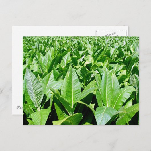 Tabakssector Briefkaart (Voorkant / Achterkant)