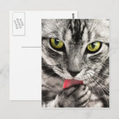 tabby-114782_1280.jpg briefkaart (Voorkant / Achterkant)