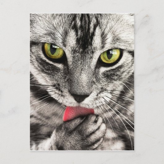 tabby-114782_1280.jpg briefkaart (Voorkant)