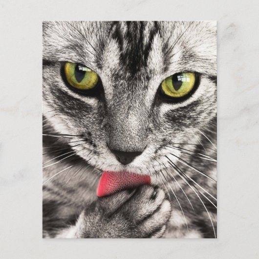 tabby-114782 tabby cat close-up portret feline an flyer (Voorkant)