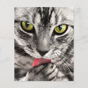 tabby-114782 tabby cat close-up portret feline an flyer