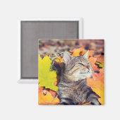 Tabby Basking in de olie Magneet (Voorkant / Achterkant)