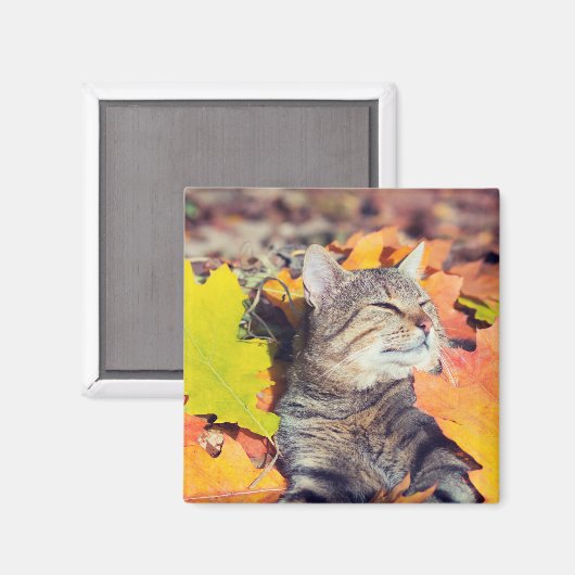 Tabby Basking in de olie Magneet (Voorkant / Achterkant)