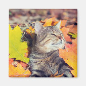 Tabby Basking in de olie Magneet (Voorkant)