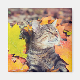 Tabby Basking in de olie Magneet