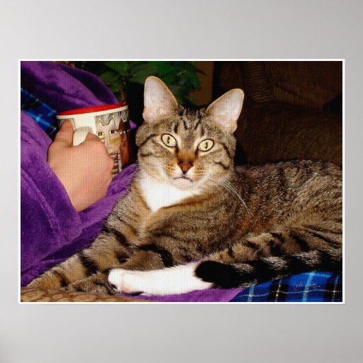 Tabby Break Poster (Voorkant)