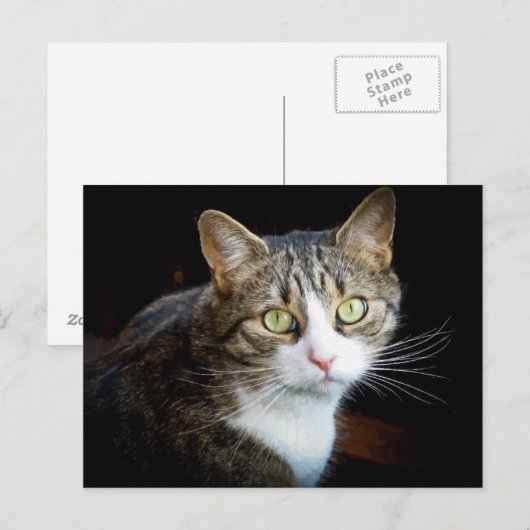 Tabby Briefkaart (Voorkant / Achterkant)