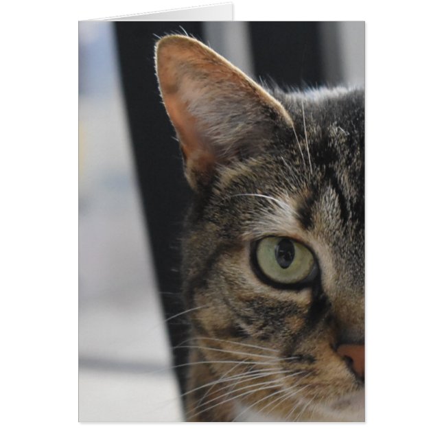 Tabby Cat (Voorkant)