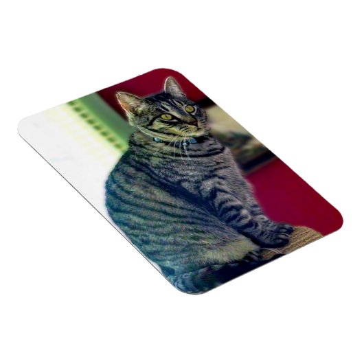 Tabby Cat 3"x4" Photo Magnet Magneet (Rechterzijde)