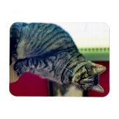 Tabby Cat 3"x4" Photo Magnet Magneet (Horizontaal)