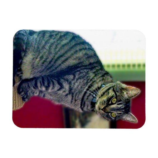 Tabby Cat 3"x4" Photo Magnet Magneet (Horizontaal)