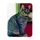 Tabby Cat 3"x4" Photo Magnet Magneet (Verticaal)