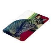 Tabby Cat 3"x4" Photo Magnet Magneet (Linkerzijde)