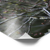 Tabby Cat Animal Pet Foto van Long-hair Afdruk (Hoek)