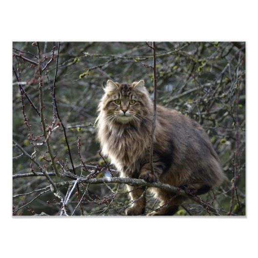 Tabby Cat Animal Pet Foto van Long-hair Afdruk (Voorkant)