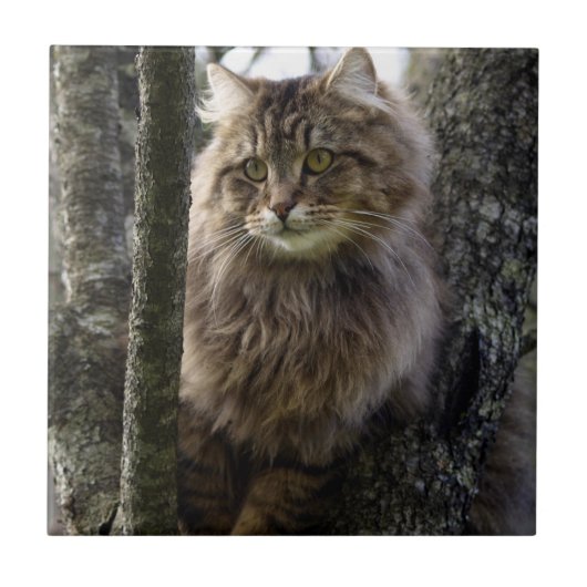 Tabby Cat Animal Pet Tegel met lang haar Tegeltje (Voorkant)