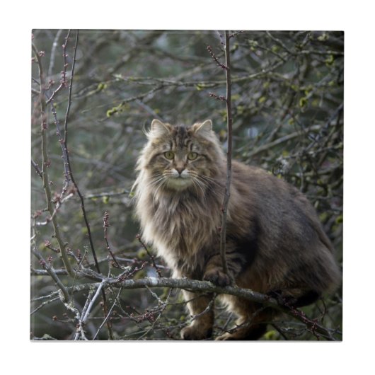 Tabby Cat Animal Pet Tegel met lang haar Tegeltje (Voorkant)