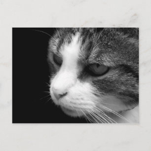 Tabby Cat Black & White Portret - Dierlijk Briefka Briefkaart
