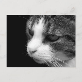 Tabby Cat Black & White Portret - Dierlijk Briefka Briefkaart