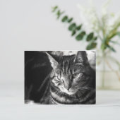 Tabby Cat Briefkaart (Staand voorkant)