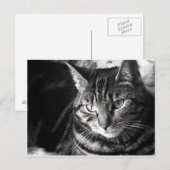 Tabby Cat Briefkaart (Voorkant / Achterkant)