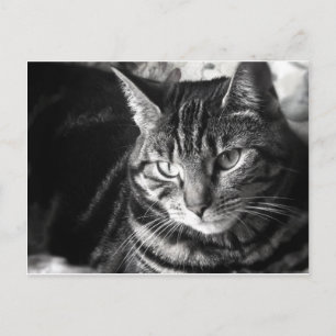 Tabby Cat Briefkaart