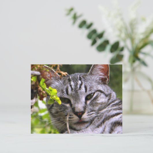 Tabby Cat Briefkaart (Staand voorkant)