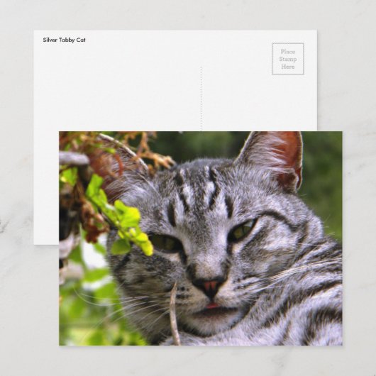 Tabby Cat Briefkaart (Voorkant / Achterkant)