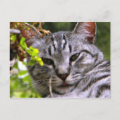 Tabby Cat Briefkaart (Voorkant)