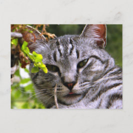Tabby Cat Briefkaart