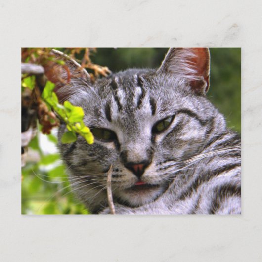 Tabby Cat Briefkaart (Voorkant)