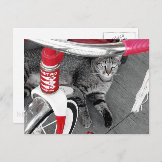 Tabby Cat Briefkaart (Voorkant / Achterkant)