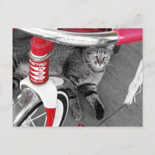 Tabby Cat Briefkaart