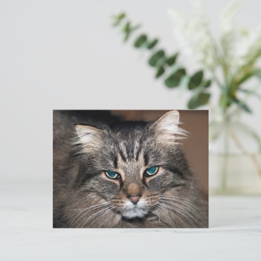 Tabby Cat Briefkaart (Staand voorkant)