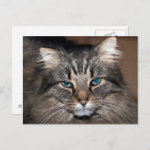 Tabby Cat Briefkaart (Voorkant / Achterkant)