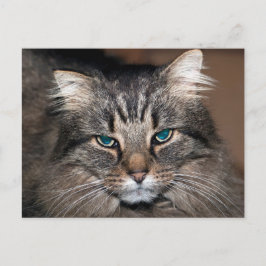 Tabby Cat Briefkaart
