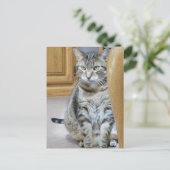 Tabby Cat Briefkaart (Staand voorkant)