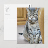 Tabby Cat Briefkaart (Voorkant / Achterkant)