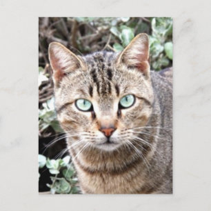 Tabby Cat Briefkaart