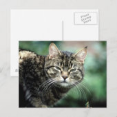 Tabby Cat Briefkaart (Voorkant / Achterkant)