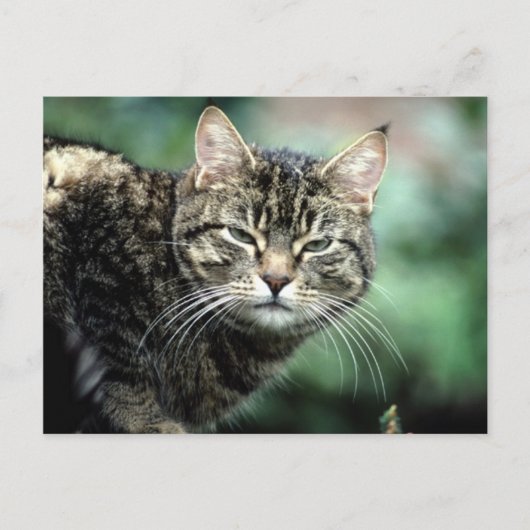 Tabby Cat Briefkaart (Voorkant)