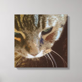 Tabby Cat Close Up Verpakt Canvas (Voorkant)
